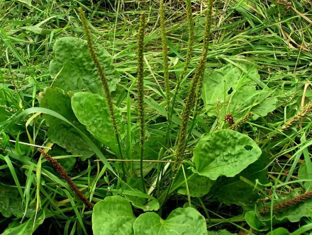Ženska bokvica biljka