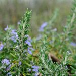 Ruzmarin biljka